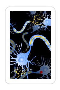 Biology neuronal transmission